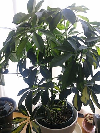 セリア、100均の観葉植物育ててる方☆