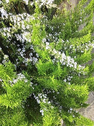 セリア、100均の観葉植物育ててる方☆