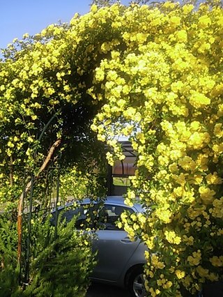 セリア、100均の観葉植物育ててる方☆