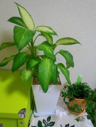 セリア、100均の観葉植物育ててる方☆