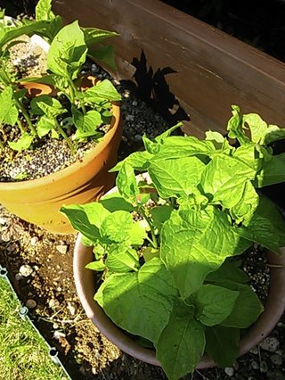 セリア、100均の観葉植物育ててる方☆