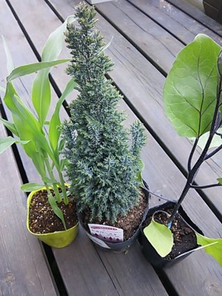 セリア、100均の観葉植物育ててる方☆