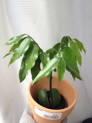 セリア、100均の観葉植物育ててる方☆