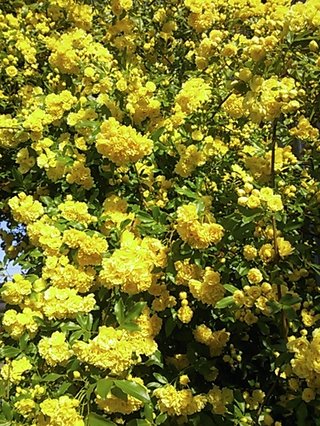 セリア、100均の観葉植物育ててる方☆