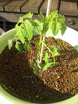 ちらし裏ー高校生版ー