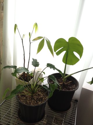 セリア、100均の観葉植物育ててる方☆