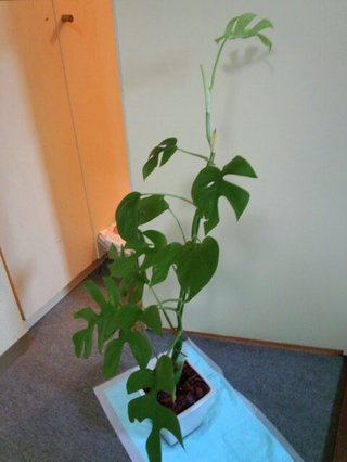 セリア、100均の観葉植物育ててる方☆