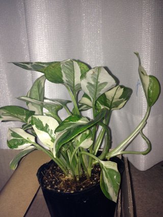 セリア、100均の観葉植物育ててる方☆