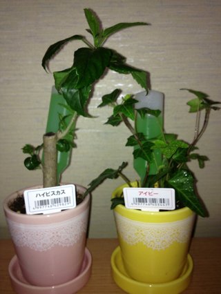 セリア、100均の観葉植物育ててる方☆