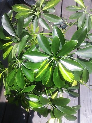 セリア、100均の観葉植物育ててる方☆