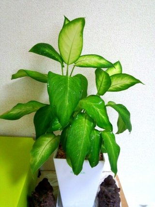 セリア、100均の観葉植物育ててる方☆