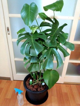 セリア、100均の観葉植物育ててる方☆