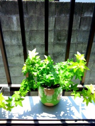 セリア、100均の観葉植物育ててる方☆