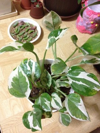 セリア、100均の観葉植物育ててる方☆