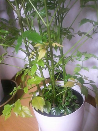 セリア、100均の観葉植物育ててる方☆