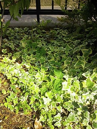 セリア、100均の観葉植物育ててる方☆