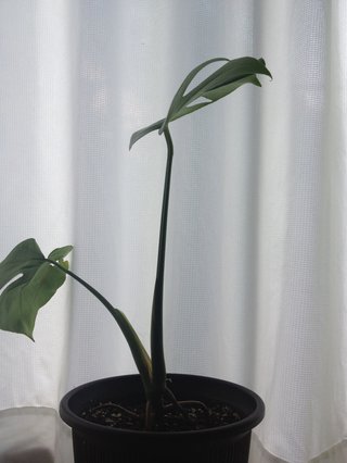 セリア、100均の観葉植物育ててる方☆