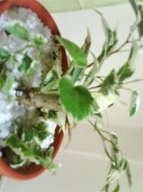 セリア、100均の観葉植物育ててる方☆