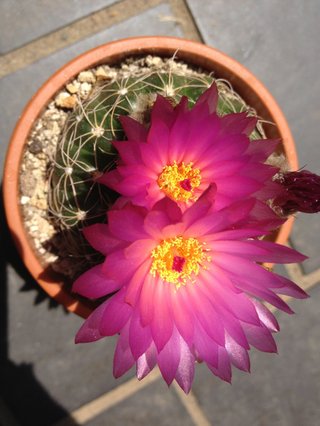 セリア、100均の観葉植物育ててる方☆