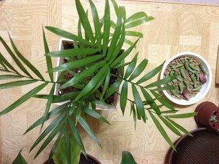 セリア、100均の観葉植物育ててる方☆