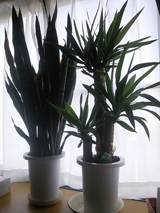 セリア、100均の観葉植物育ててる方☆