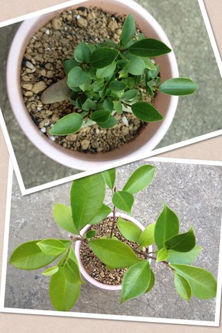 セリア、100均の観葉植物育ててる方☆