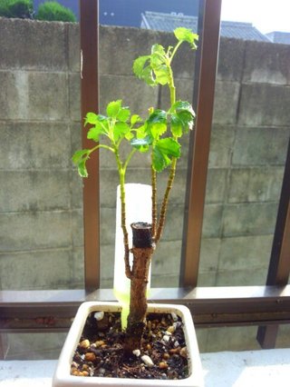 セリア、100均の観葉植物育ててる方☆