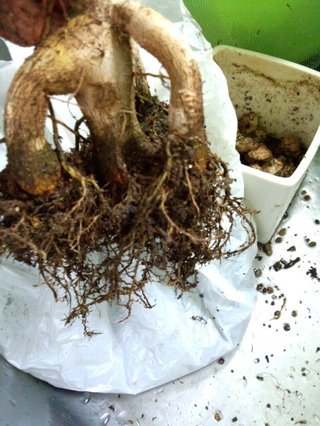 セリア、100均の観葉植物育ててる方☆