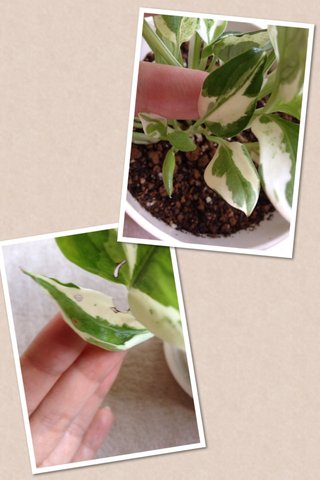 セリア、100均の観葉植物育ててる方☆