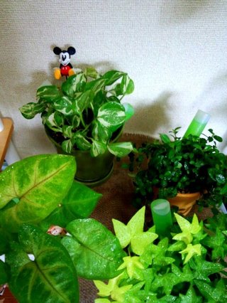 セリア、100均の観葉植物育ててる方☆