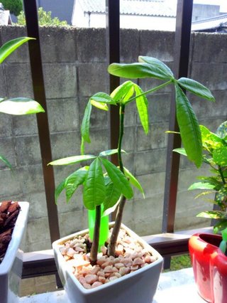 セリア、100均の観葉植物育ててる方☆