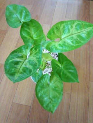 セリア、100均の観葉植物育ててる方☆