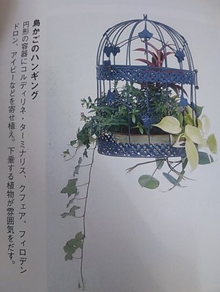 セリア、100均の観葉植物育ててる方☆