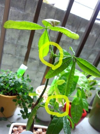 セリア、100均の観葉植物育ててる方☆