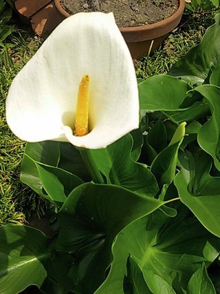 セリア、100均の観葉植物育ててる方☆