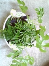 セリア、100均の観葉植物育ててる方☆