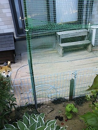 セリア、100均の観葉植物育ててる方☆