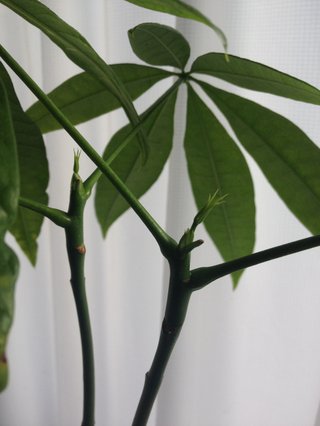 セリア、100均の観葉植物育ててる方☆