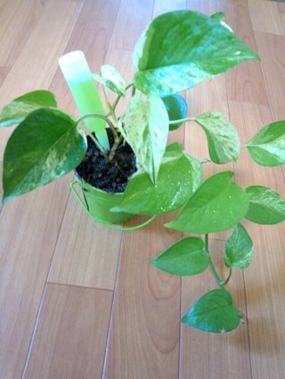 セリア、100均の観葉植物育ててる方☆