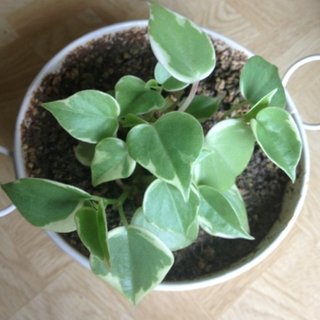 セリア、100均の観葉植物育ててる方☆