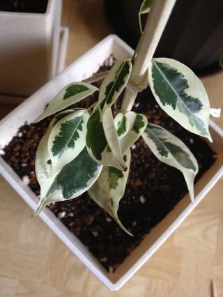 セリア、100均の観葉植物育ててる方☆