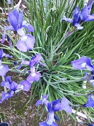 セリア、100均の観葉植物育ててる方☆