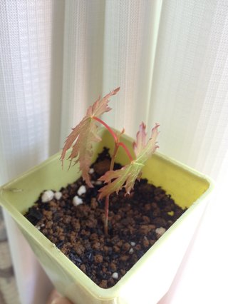 セリア、100均の観葉植物育ててる方☆