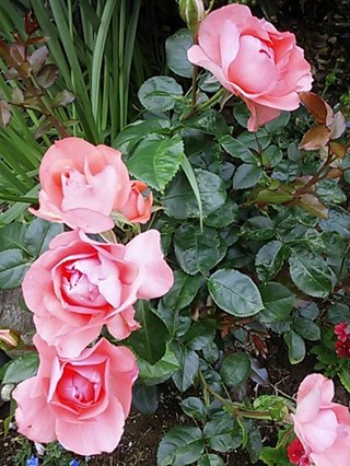 セリア、100均の観葉植物育ててる方☆