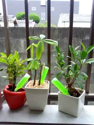 セリア、100均の観葉植物育ててる方☆