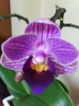 セリア、100均の観葉植物育ててる方☆