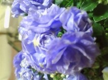 セリア、100均の観葉植物育ててる方☆