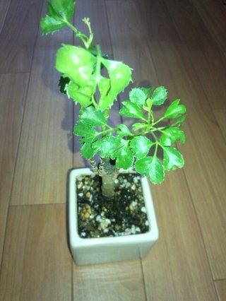 セリア、100均の観葉植物育ててる方☆