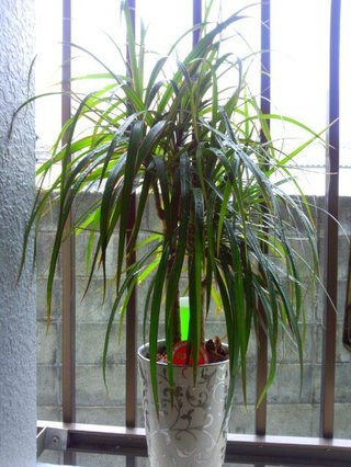 セリア、100均の観葉植物育ててる方☆