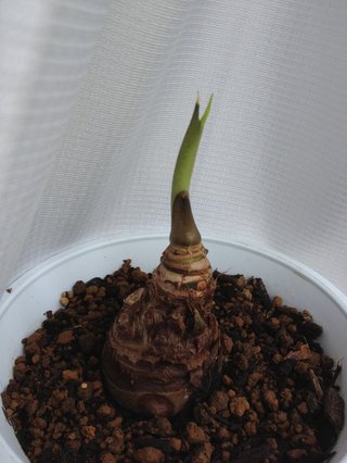 セリア、100均の観葉植物育ててる方☆